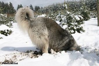 sarplaninac Falco 19,5 months