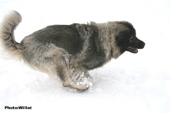 sarplaninac Falco 19,5 months