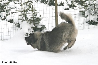 sarplaninac Falco 19,5 months