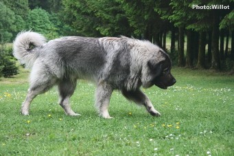 sarplaninac Falco 21,5 months