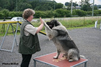 sarplaninac Falco 23 months