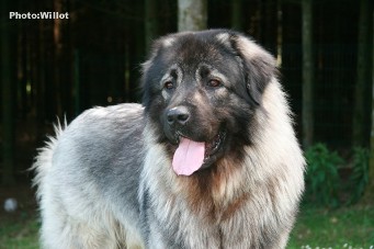 sarplaninac Falco 22,5 months