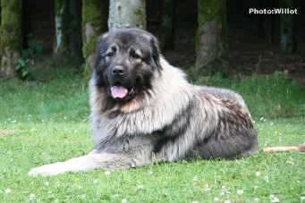 sarplaninac Falco 22,5 months