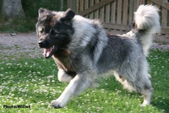 sarplaninac Falco 22,5 months