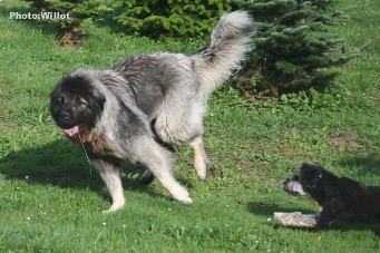 sarplaninac Falco 22,5 months