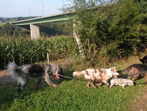 sarplaninac Falco 24 months