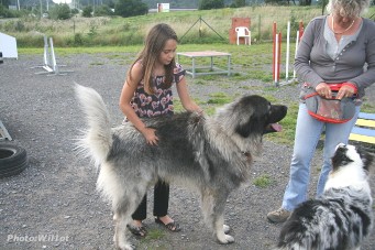 sarplaninac Falco 24 months