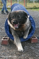sarplaninac Falco 26 months