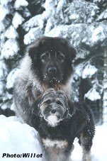 sarplaninac Falco 28 months