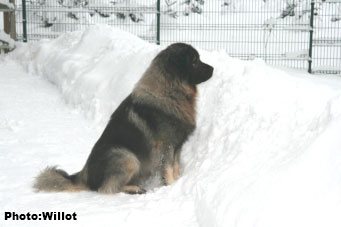 sarplaninac Falco 3,5 years