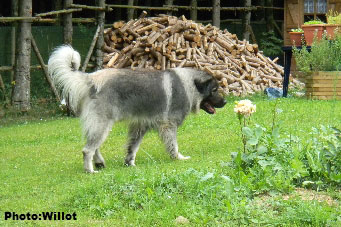 sarplaninac Falco 4 years