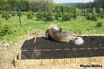 sarplaninac Falco 4 years
