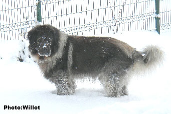 sarplaninac Falco 4 years