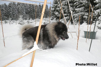 sarplaninac Falco 4 years
