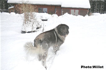 sarplaninac Falco 4 years