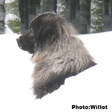 sarplaninac Falco, 4 years