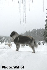 sarplaninac Falco 4 years
