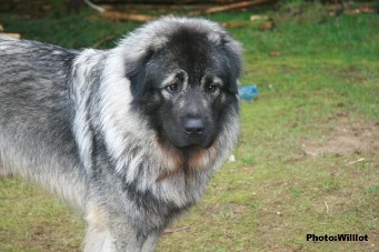 sarplaninac Falco 18 months