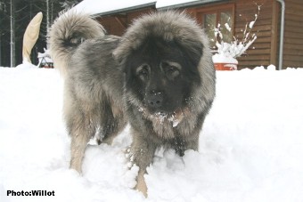 sarplaninac Falco 18 months