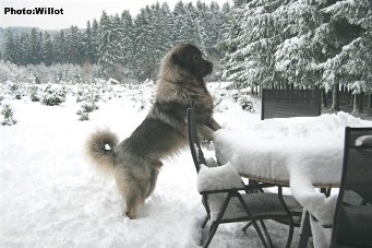 sarplaninac Falco 18 months