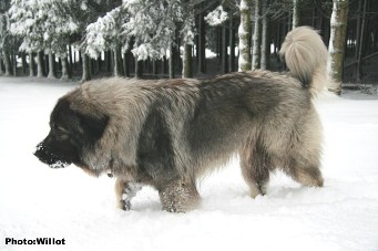 sarplaninac Falco 18 months