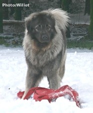 sarplaninac Falco 19,5 months