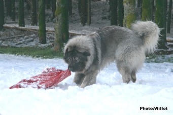 sarplaninac Falco 19,5 months