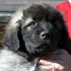 sarplaninac Falco