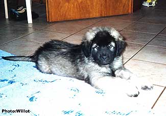sarplaninac Falco 9 weeks