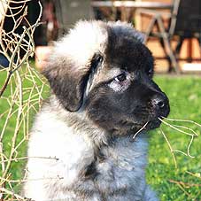 sarplaninac Falco 3 months