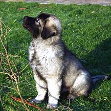 sarplaninac Falco 3 months