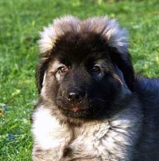 sarplaninac Falco 3 months