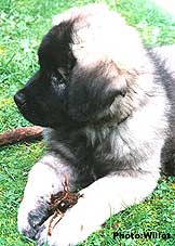 sarplaninac Falco 2,5 months