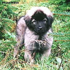 sarplaninac Falco 2,5 months