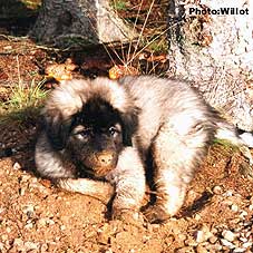sarplaninac Falco 2,5 months