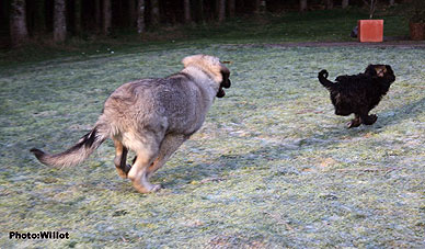 sarplaninac Falco 5,5 months