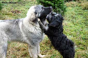 sarplaninac Falco 5,5 months