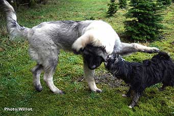 sarplaninac Falco 5,5 months