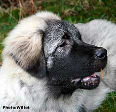 sarplaninac Falco 5,5 months