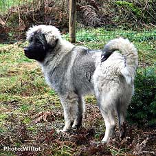sarplaninac Falco 5,5 months