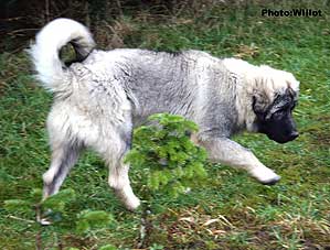 sarplaninac Falco 5,5 months