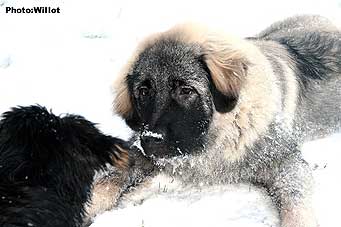 sarplaninac Falco 5,5 months