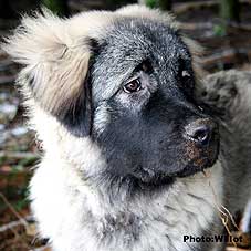 sarplaninac Falco 5,5 months