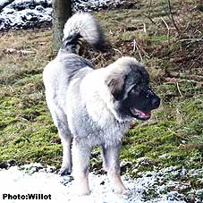 sarplaninac Falco 5,5 months