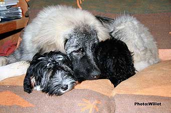 sarplaninac Falco 5,5 months