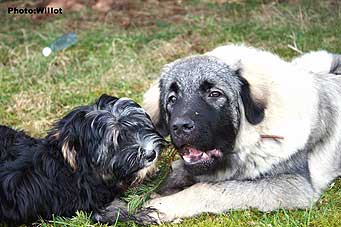 sarplaninac Falco 6 months