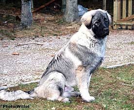 sarplaninac Falco 6 months