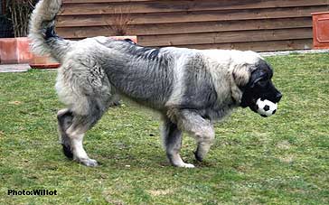 sarplaninac Falco 6 months