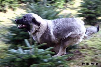 sarplaninac Falco 6 months