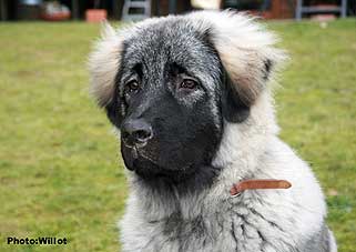 sarplaninac Falco 6 months